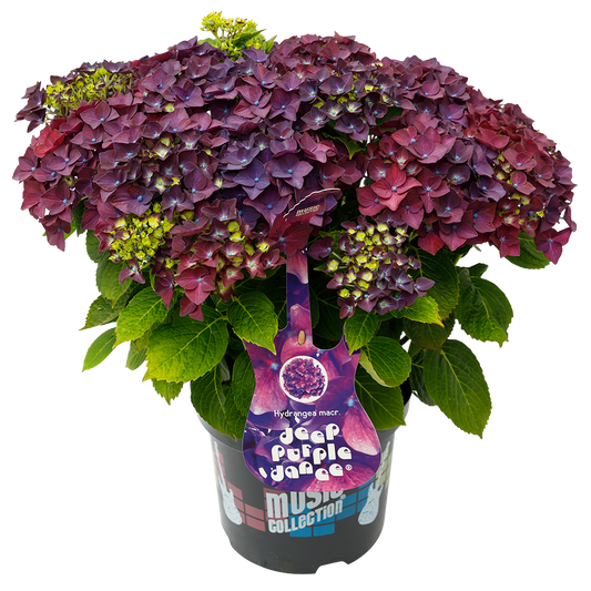 Hydrangea macrophylla 'Deep Purple Dance' - Music Collection®