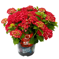 Hydrangea macrophylla 'Red Reggae' - Music Collection®