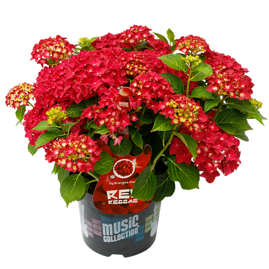Hydrangea macrophylla 'Red Reggae' - Music Collection®