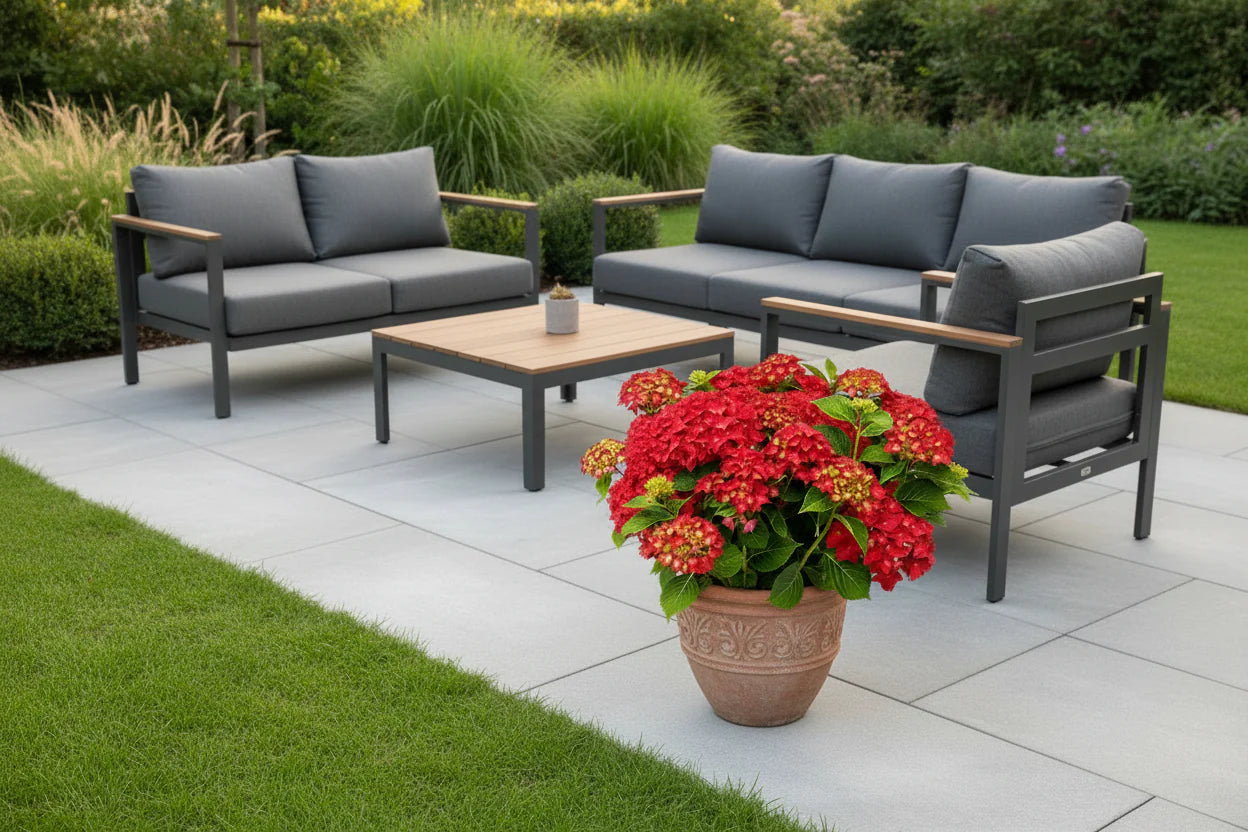 Hydrangea macrophylla 'Red Reggae' - Music Collection®