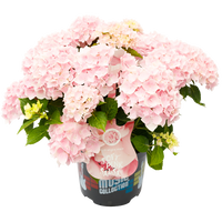 Hydrangea macrophylla 'Soft Pink Salsa' - Music Collection®