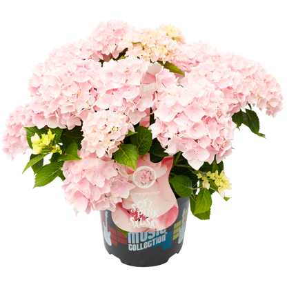 Hydrangea macrophylla 'Soft Pink Salsa' - Music Collection®