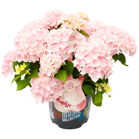 Hydrangea macrophylla 'Soft Pink Salsa' - Music Collection®