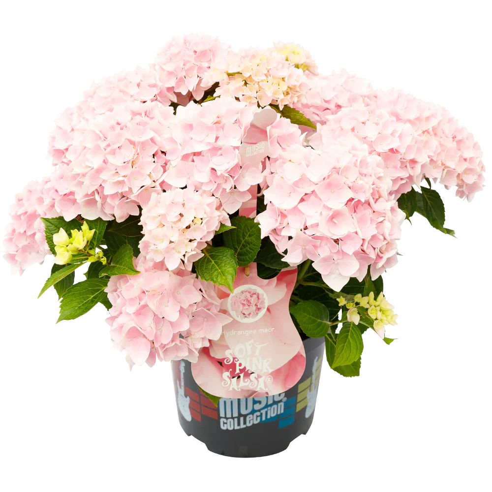 Roze Hortensia's - Pakket voor 1 vierkantemeter