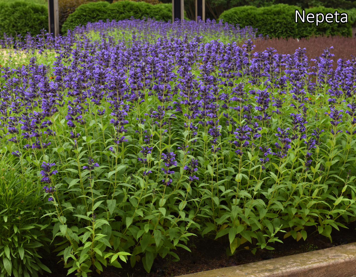 Borderpakket 'Zon & Droogte' - 5m² - 50 planten