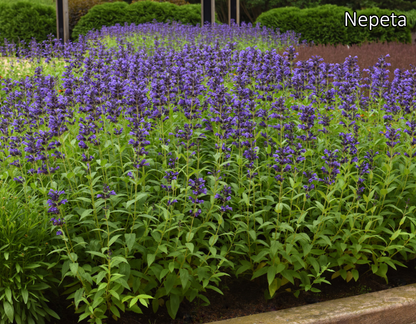 Borderpakket 'Zon & Droogte' - 5m² - 50 planten