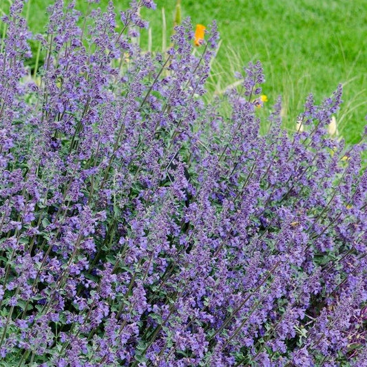 Nepeta 'Six Hills Giant' - Kattenkruid