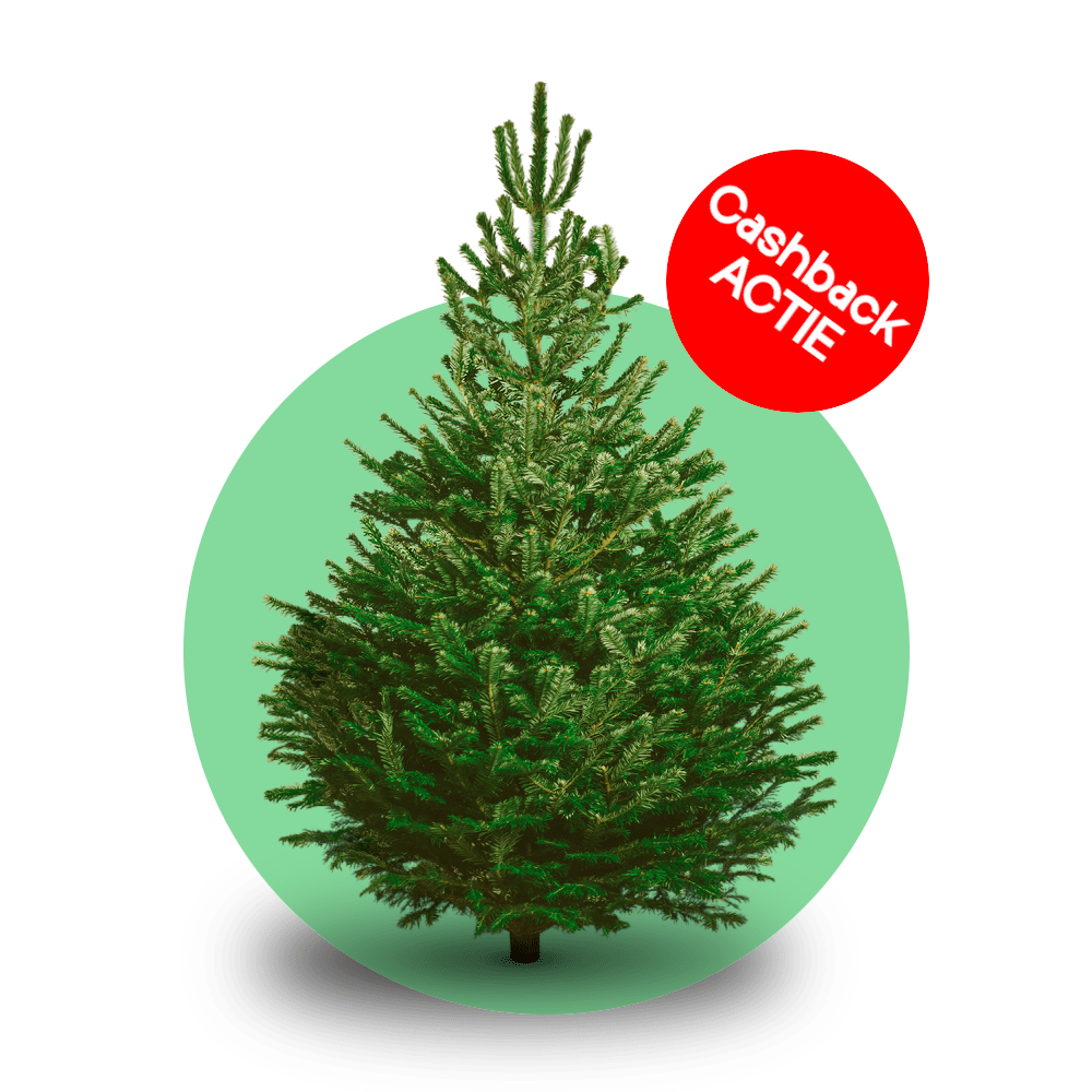 Nordmann kerstboom 'Deluxe' XXL gezaagd - Naaldvaste Scandinavische kerstboom - 250/500cm