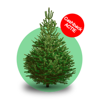 Nordmann kerstboom 'Deluxe' XXL gezaagd - Naaldvaste Scandinavische kerstboom - 250/500cm
