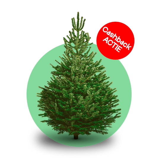 Nordmann kerstboom 'Deluxe' XXL gezaagd - Naaldvaste Scandinavische kerstboom - 250/500cm