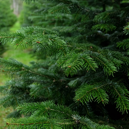 Nordmann kerstboom 'Deluxe' XXL gezaagd - Naaldvaste Scandinavische kerstboom - 250/500cm