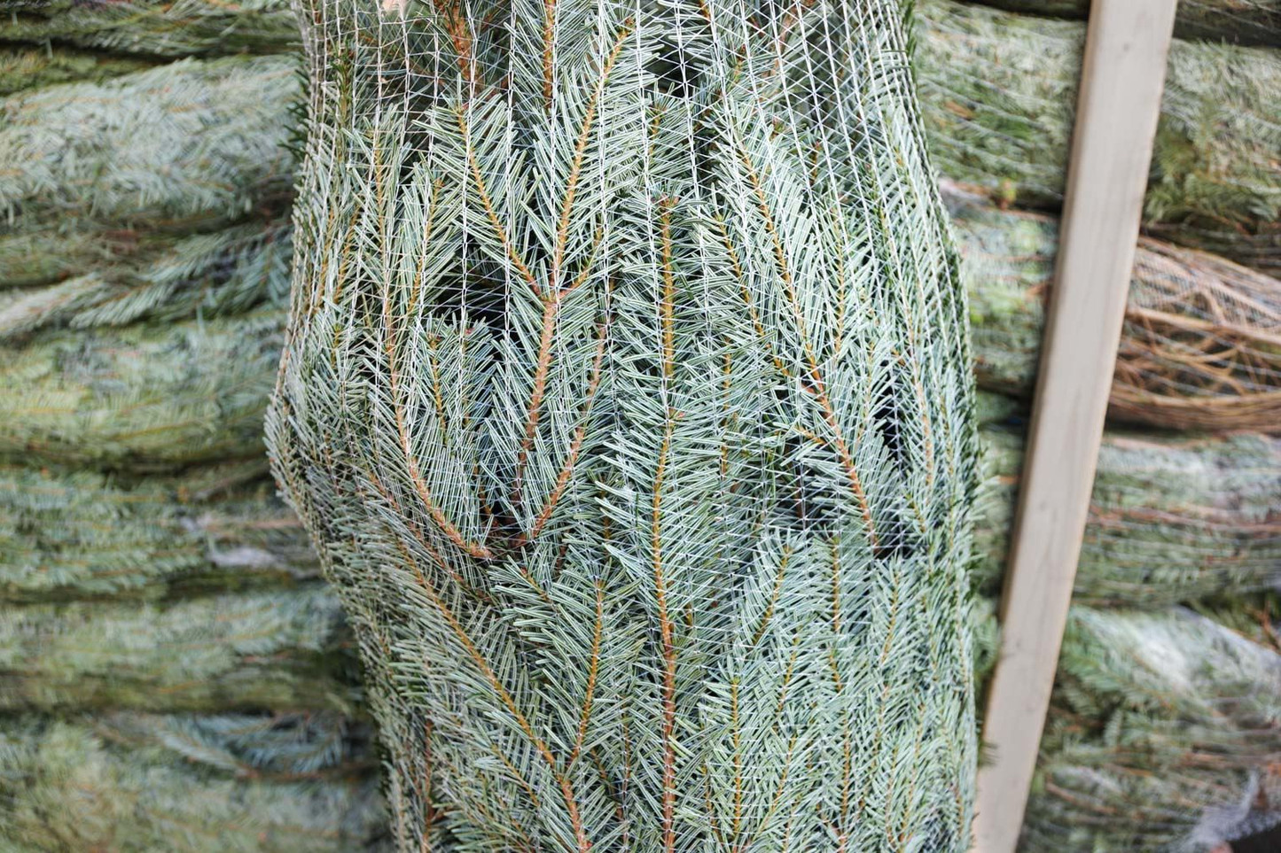 Nordmann kerstboom 'Deluxe' XXL gezaagd - Naaldvaste Scandinavische kerstboom - 250/500cm