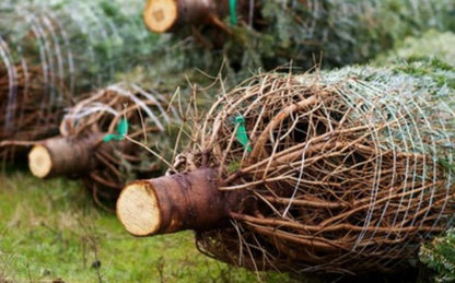 Fijnspar kerstboom 'Super' gezaagd - Picea Abies - 100/500cm