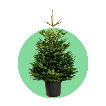 Nordmann kerstboom 'Deluxe' in pot - Naaldvaste Scandinavische kerstboom - 80/200cm