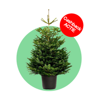 Nordmann kerstboom 'Deluxe' in pot - Naaldvaste Scandinavische kerstboom - 80/200cm