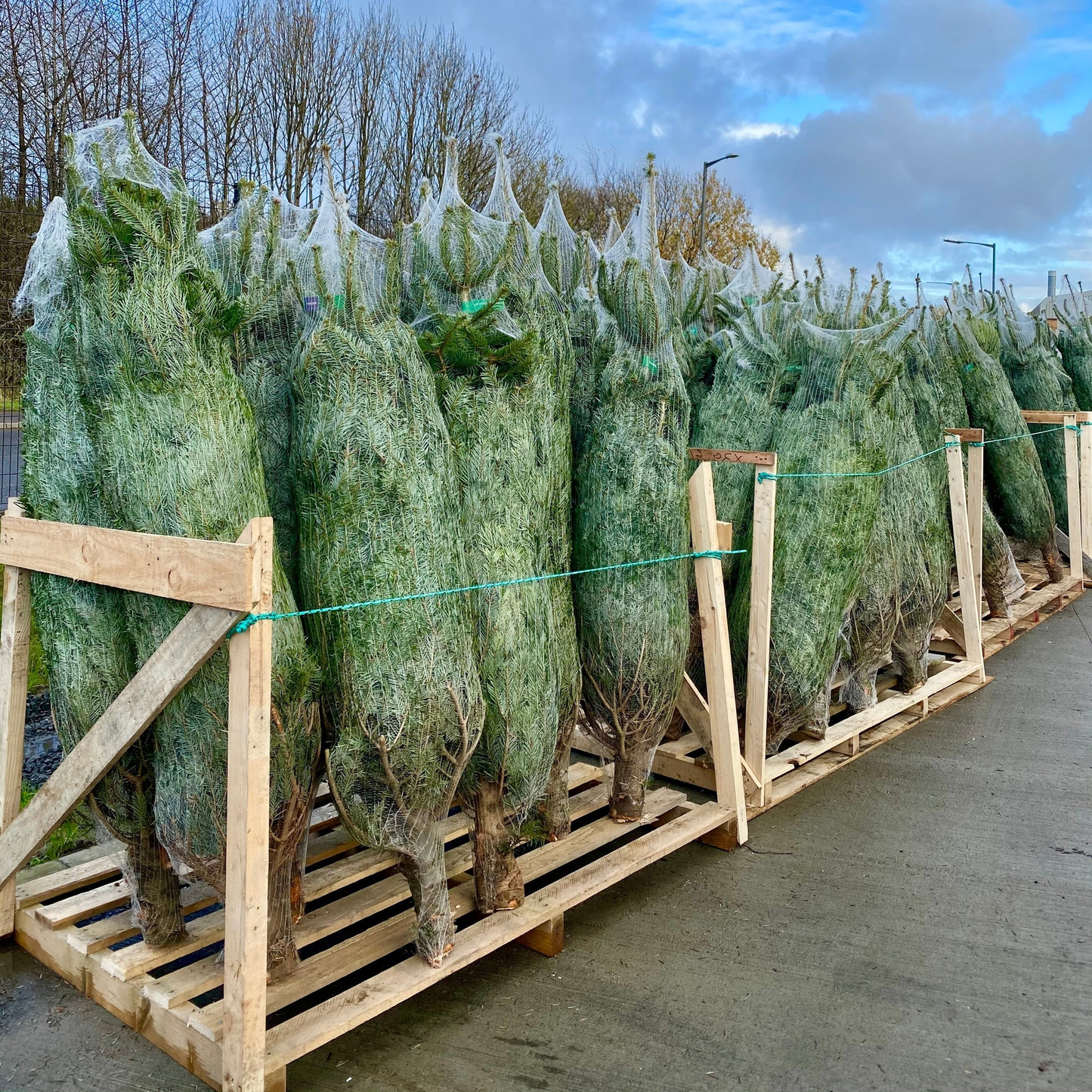 Nordmann kerstboom 'Deluxe' XXL gezaagd - Naaldvaste Scandinavische kerstboom - 250/500cm