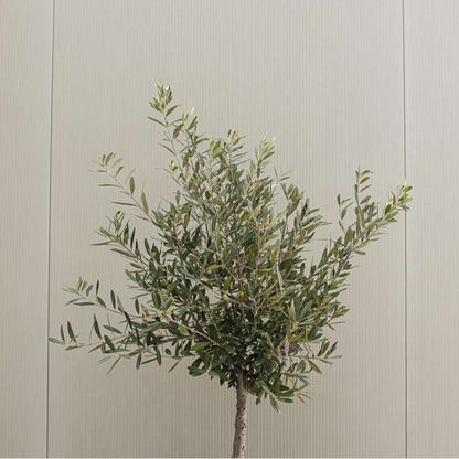 Olea Europaea - Set van 2 - Olijfboom