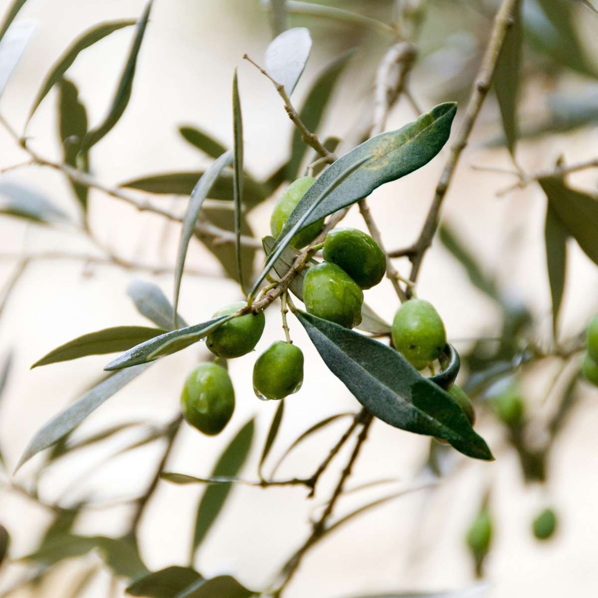 Olea Europaea - Olijfboom