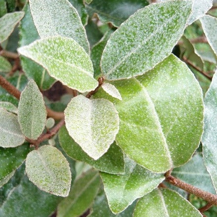 Elaeagnus ebbingei - Olijfwilg