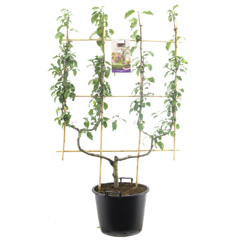 Prunus domestica Opal - Blauwe pruim dubbele u leivorm