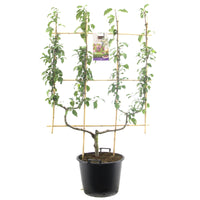 Prunus domestica Opal - Blauwe pruim dubbele u leivorm