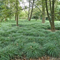 Ophiopogon japonicus minor - Slangenbaard