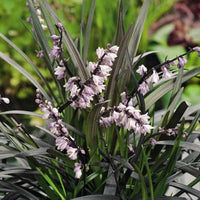 Ophiopogon plan. 'Niger' - Slangenbaard