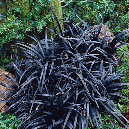 Ophiopogon plan. 'Niger' - Slangenbaard