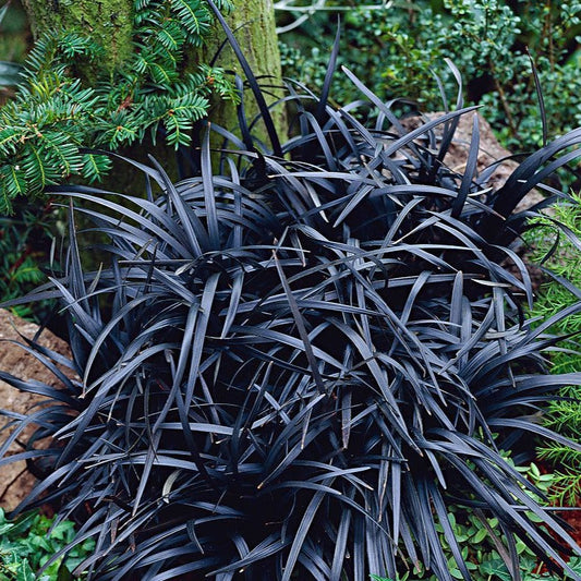 Ophiopogon plan. 'Niger' - Slangenbaard