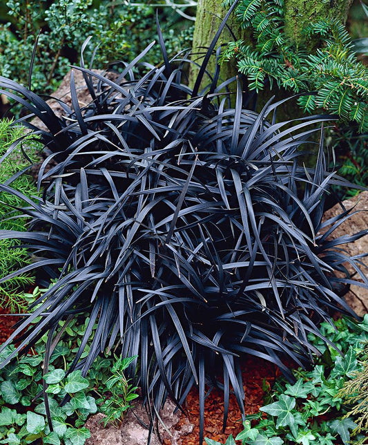 Borderpakket Ophiopogon plan. 'Niger' - Zwarte Slangenbaard (12 stuks)