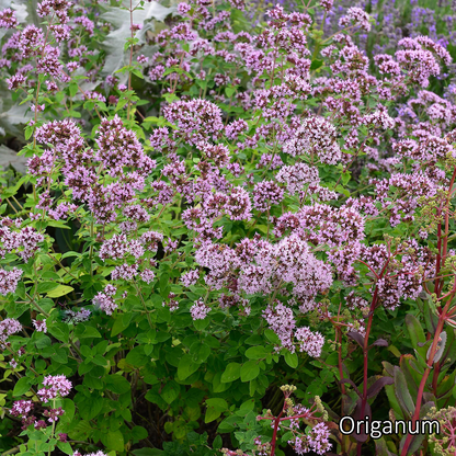 Borderpakket 'Kruidentuin' - 3m² - 30 planten