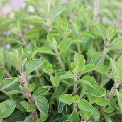 Origanum vulgare - Echte marjolijn