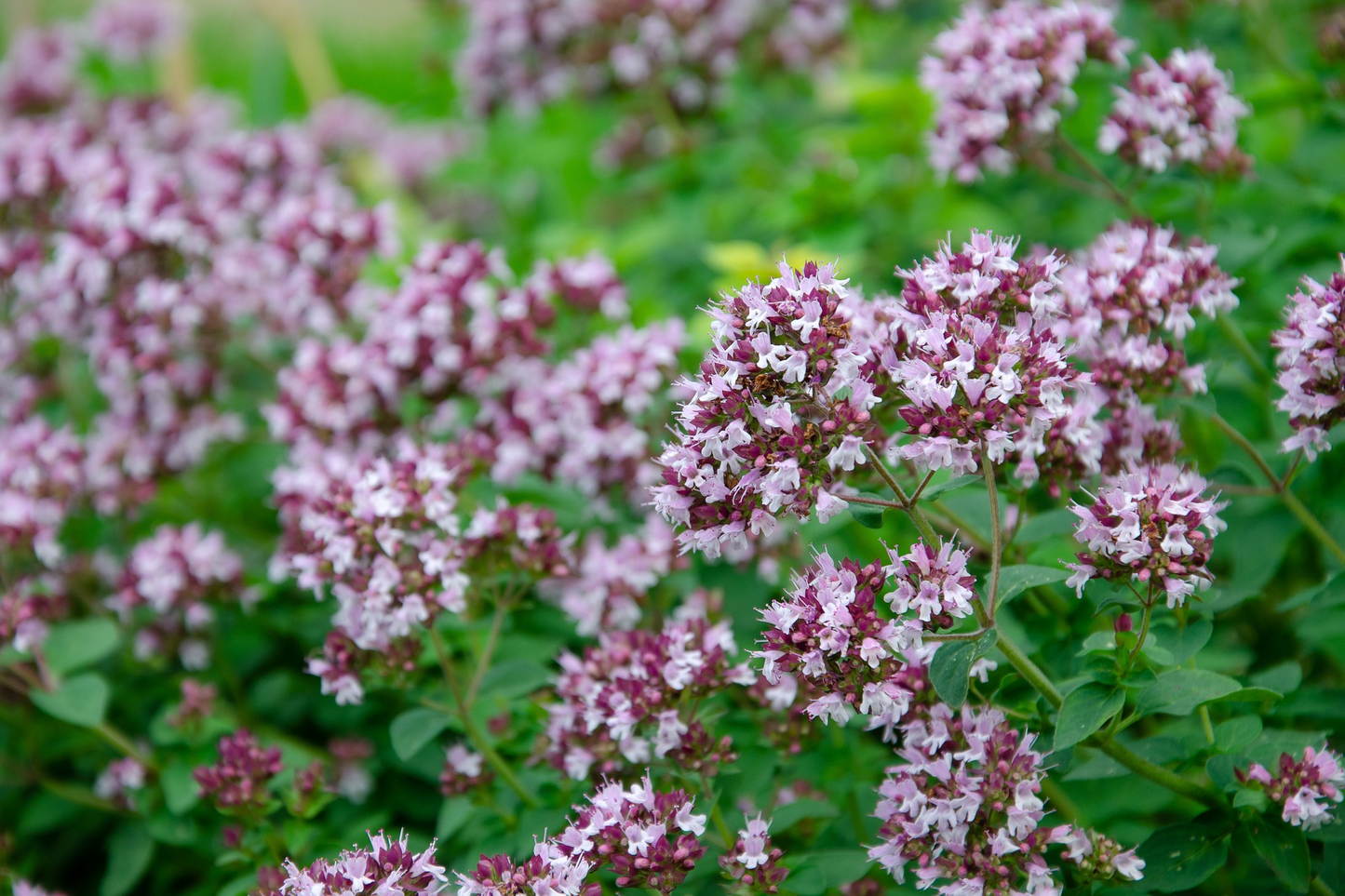 Origanum vulgare - Echte marjolijn