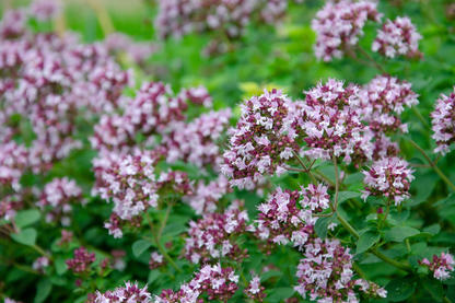 Origanum vulgare - Echte marjolijn