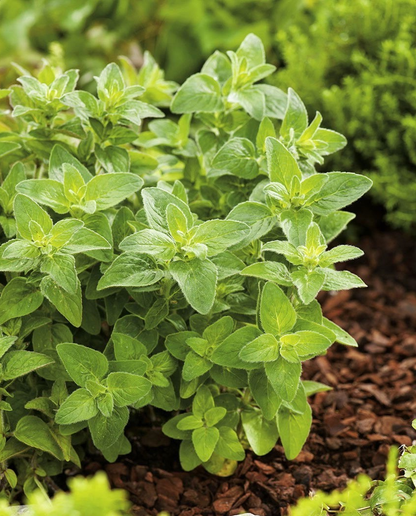 Origanum vulgare - Echte marjolijn