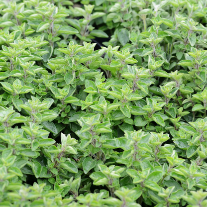 Origanum vulgare - Echte marjolijn