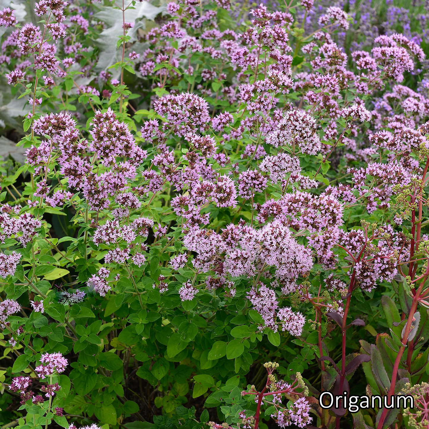 Borderpakket 'Wild & Inheems' - 5m² - 40 planten