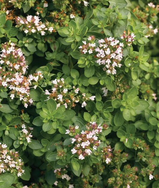 Origanum vulgare 'Compactum' - Compacte marjolijn