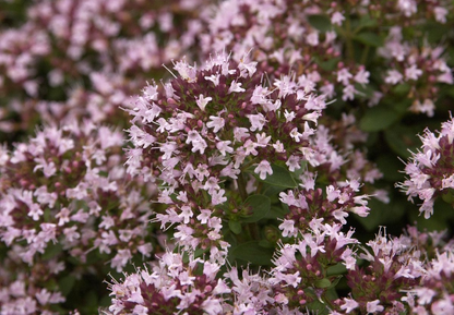 Origanum vulgare 'Compactum' - Compacte marjolijn