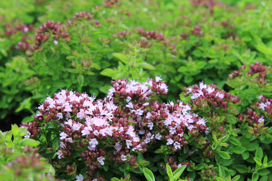 Origanum vulgare 'Compactum' - Compacte marjolijn