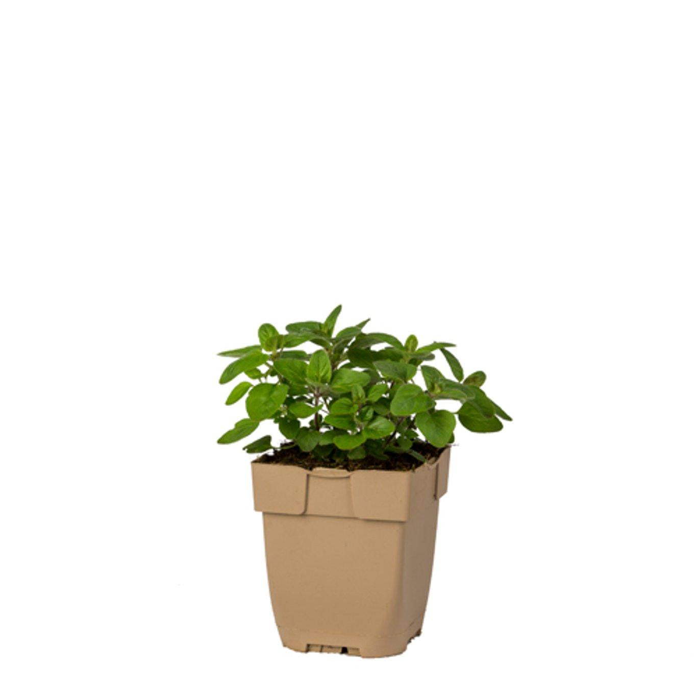 Origanum vulgare - Echte marjolijn