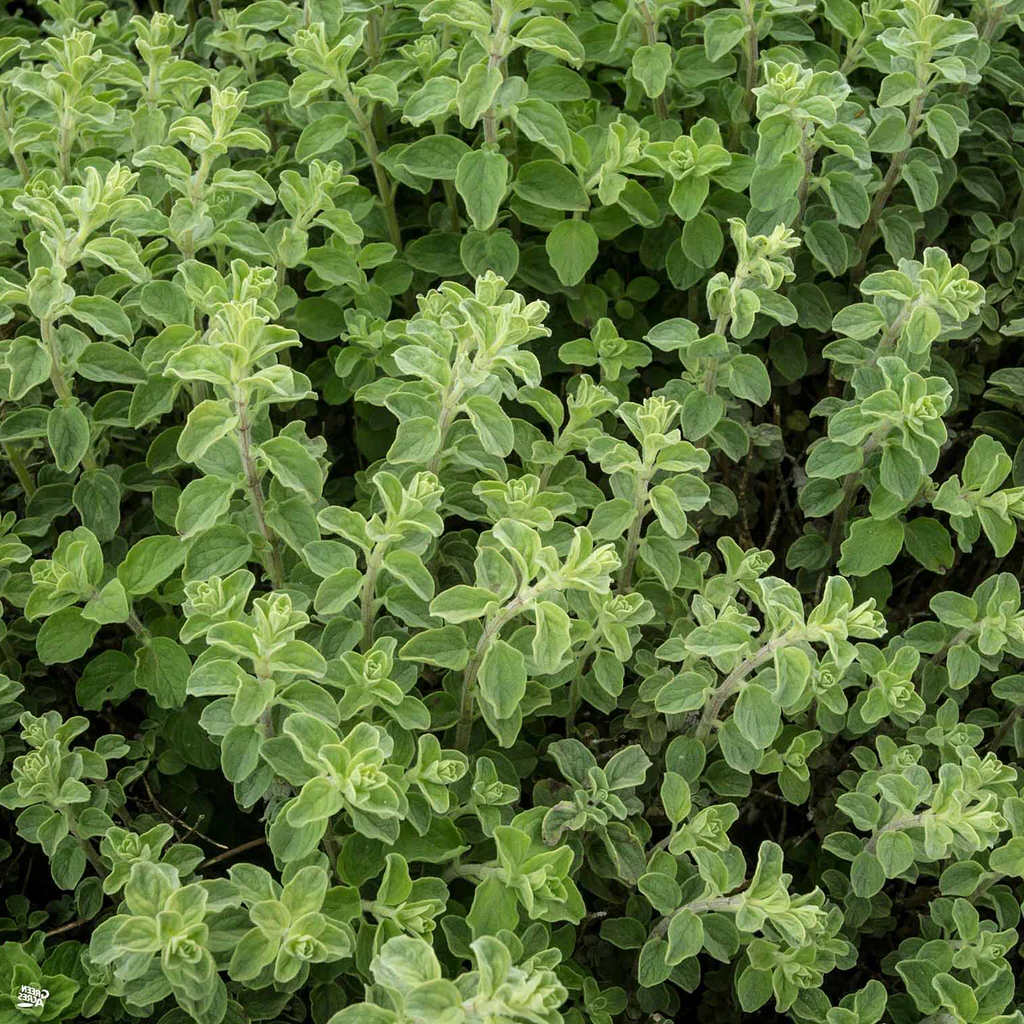 Origanum vulgare 'Hot & Spicy' - Scherpe marjolijn