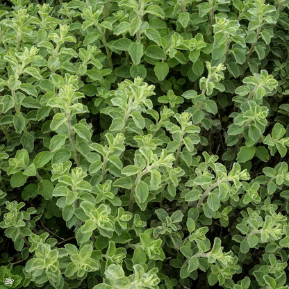 Origanum vulgare 'Hot & Spicy' - Scherpe marjolijn