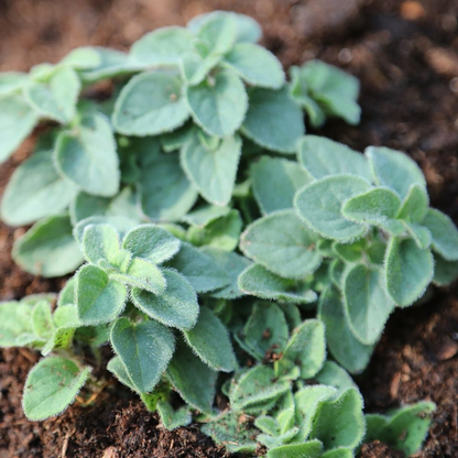 Origanum vulgare 'Hot & Spicy' - Scherpe marjolijn