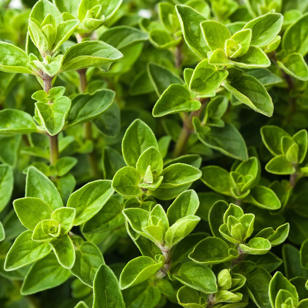 Origanum vulgare 'Hot & Spicy' - Scherpe marjolijn