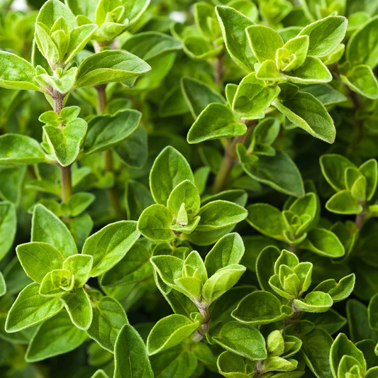 Origanum vulgare 'Hot & Spicy' - Scherpe marjolijn
