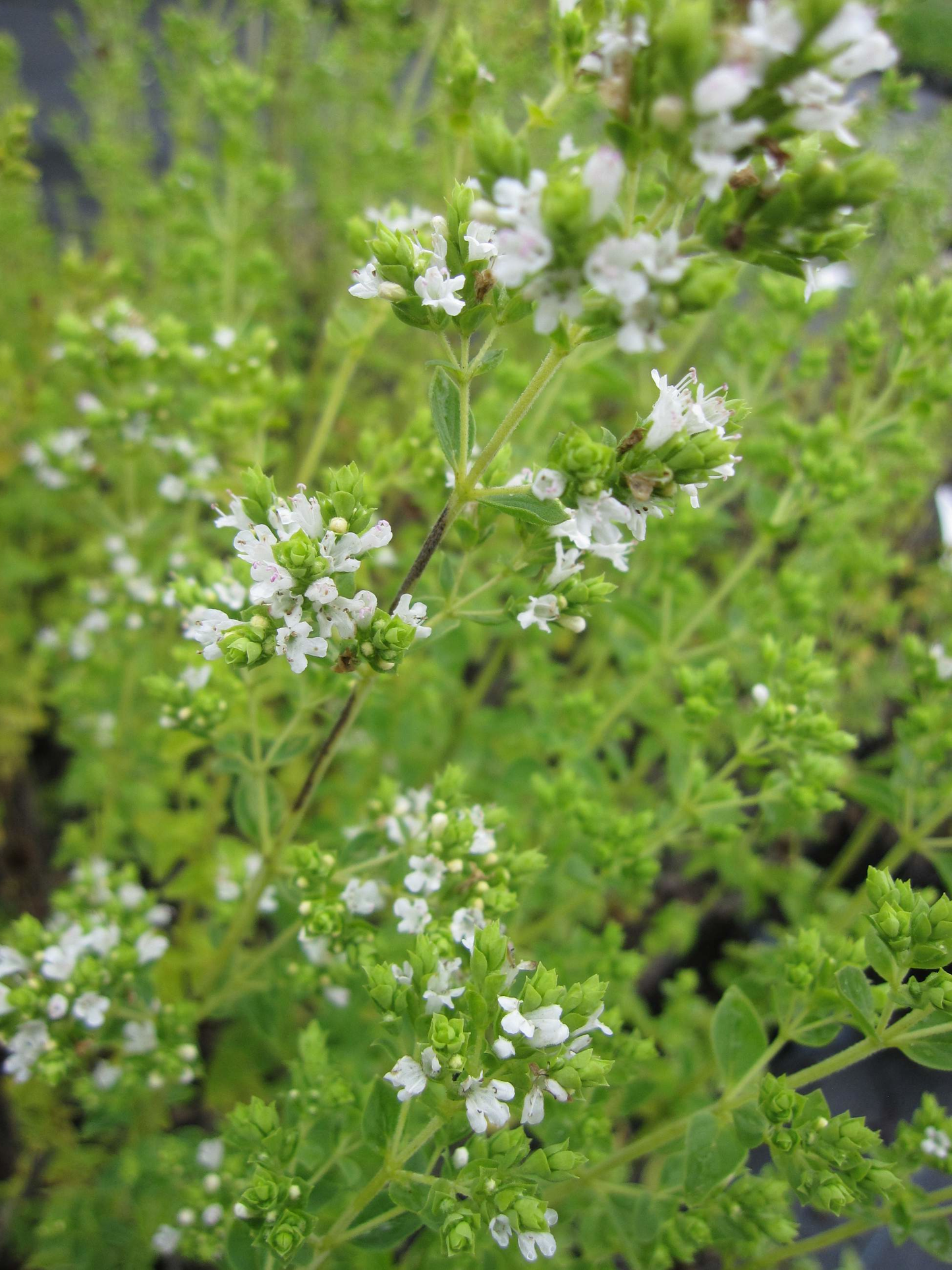 Origanum vulgare 'Hot & Spicy' - Scherpe marjolijn
