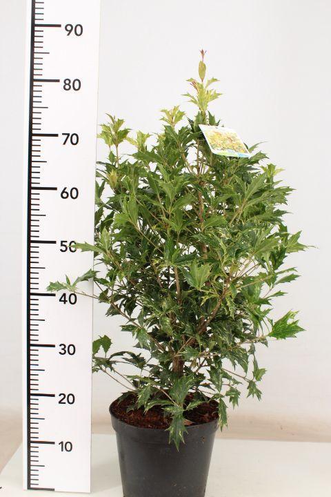Osmanthus heterophyllus 'Goshiki' – Schijnhulst Haag