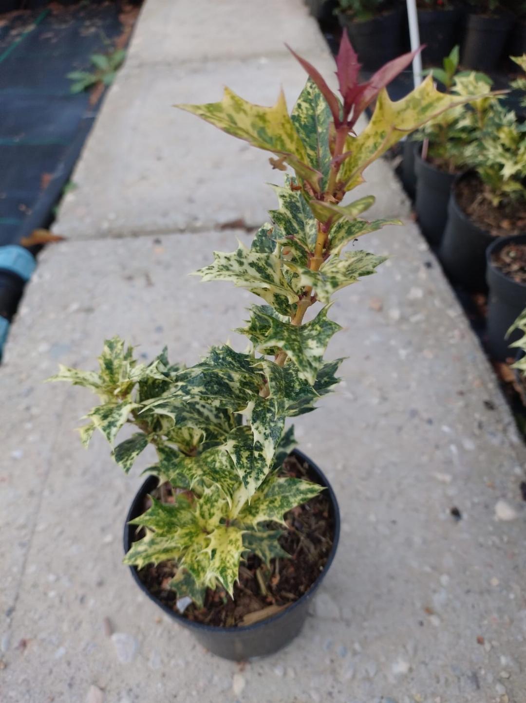 Osmanthus heterophyllus 'Goshiki' – Schijnhulst Haag