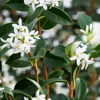 Osmanthus burkwoodii - Schijnhulst